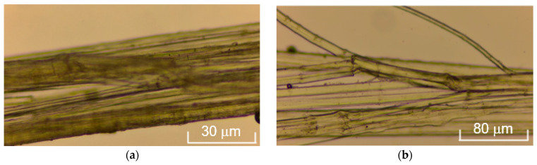 Microimages of cellulose fiber samples after tensile strength testing: fiber section with delamination at magnification ×40 (a), fiber section with delamination and rupture of individual microfibers at magnification ×100 (b), rupture of microfibers at magnification ×40 (c) and ×100 (d).