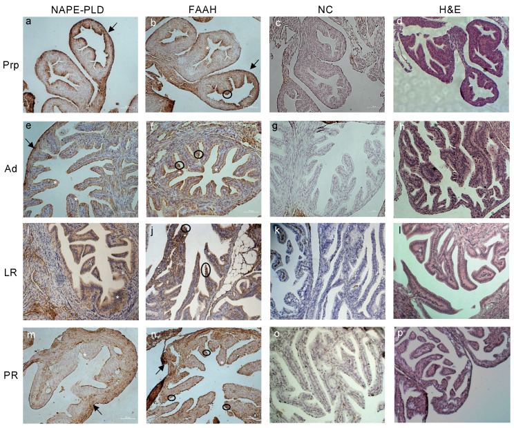 Representative images of tissue localization of NAPE-PLD and FAAH in mice oviducts during reproductive aging. Representative images of NAPE-PLD (a,e,i,m) and FAAH (b,f,j,n) immunoreactivity in prepubertal (PrP), adult (Ad), late reproductive (LR), and post-reproductive (PR) mouse oviducts. Negative controls (NC; (c,g,k,o)) and H&E staining (d,h,l,p) are also presented. Annotations—Arrows: serosa; circle: secretory cells; asterisks: ciliated cells. Scale bar: 50 µm. Magnification: ×200.