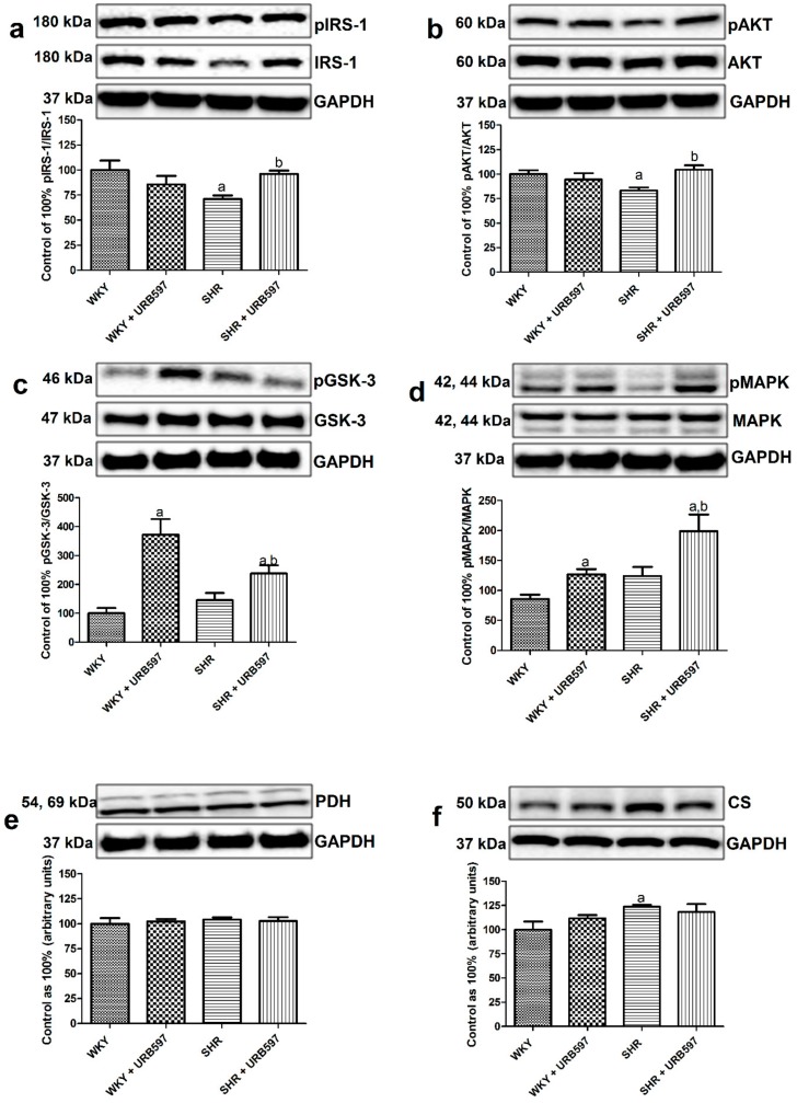 The effect of chronic URB597 treatment on the ratio of total expression of phosphorylated and unphosphorylated proteins involved in insulin signaling pathway, i.e., phosphorylated insulin receptor substrate 1/insulin receptor substrate 1—pIRS-1/IRS-1 (a), phosphorylated protein kinase B/protein kinase B—pAKT/AKT (b), phosphorylated glycogen synthase kinase 3/glycogen synthase kinase 3 pGSK-3/GSK-3 (c), and phosphorylated mitogen-activated protein kinase/mitogen-activated protein kinase—pMAPK/p44/42 MAPK (d) as well as total expression of pyruvate dehydrogenase—PDH (e) and citrate synthase—CS (f) in the left ventricle in the control Wistar Kyoto rats (WKY) and spontaneously hypertensive rats (SHRs). Calculated ratio and total expressions of the above proteins were presented as a percentage difference compared to the control group, which was set as 100%. The data are expressed as the mean ± SD, n = 6 in each group. a P < 0.05 significant difference: Control group (WKY) vs. examined group; b P < 0.05 significant difference: SHR vs. SHR + URB597.