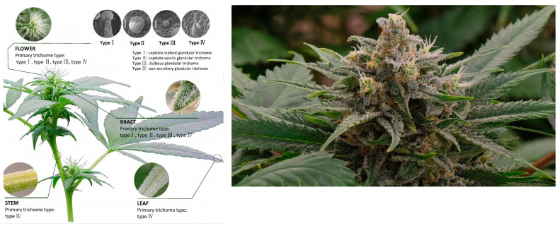 Glandular trichomes on the surface of the female flower, stem, and leaf of Cannabis, adapted from [77].