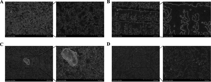 Field emission scanning electron microscope images of biofilms formed by S. aureus ATCC 43300 and S3. The magnifications of the images are ×2,000 (left images) and ×5,000 (insets). The 48-h biofilms formed by S. aureus S3 were treated with PBS (A) and ClyQ (B), and the 48-h biofilms formed by S. aureus ATCC 43300 were treated with PBS (C) and ClyQ (D).