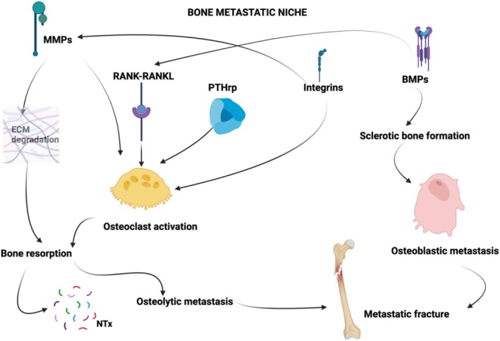 Schematic of molecular interplays inside the bone metastatic niche driving to a metastatic fracture. Matrix Metalloproteinases (MMPs) contribute to extracellular bone matrix (ECM) degradation and to osteoclast activation. The RANK‐RANKL pathway promotes osteoclast activation and it is enhanced by Bone Morphogenetic Proteins (BMPs). BMPs display a dual role, also activating osteoblasts in driving osteoblastic metastasis formation. On the other side, osteoclast activation is also promoted by Parathormone related peptide (PTH‐rP) and Integrins. This pathway drives bone resorption with N‐terminal peptide (NTx) formation and osteolytic metastasis. Both lytic and blastic metastasis are prone to fracture due to lower resistance of the pathological bone.