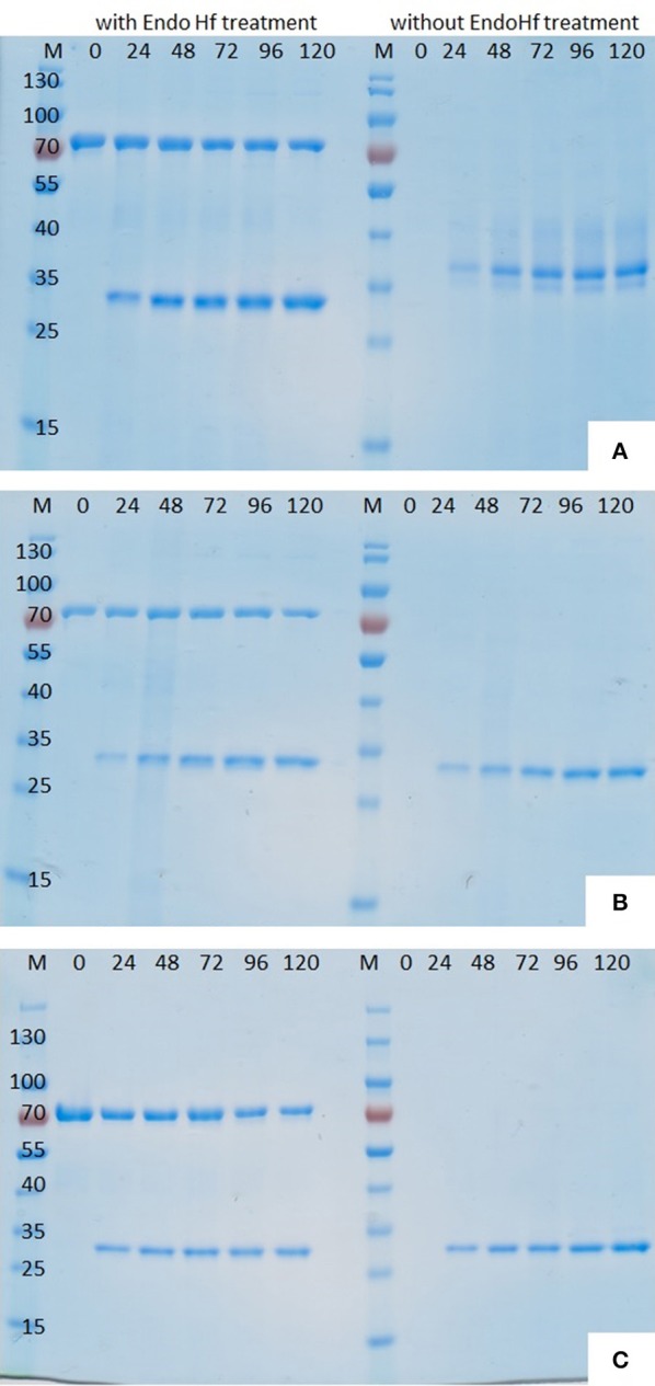 SDS-PAGE (12%) of P. pastoris fermentation supernatant samples withdrawn at different time points after induction. (A) Thc_Cut1, (B) Thc_Cut1_koAsn, (C) Thc_Cut1_ko_ST; M = peqGold protein marker IV, #= time after methanol induction in h, each sample set was once loaded after treatment with Endo Hf (left) and once without Endo Hf treatment (right).
