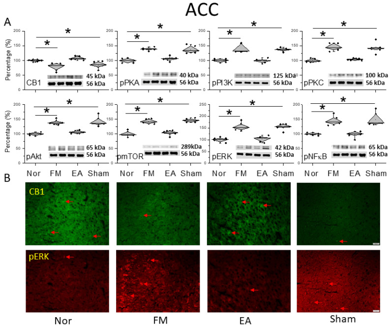 Protein levels of CB1 and related molecules in the ACC. Western blots with four lanes indicating proteins in the following groups: normal, FM, FM + EA, FM + sham EA. (A) CB1, pPKA, pPI3K, pPKC, pAkt, pmTOR, pERK, and pNF-κB protein levels. * Significant difference between normal and others. n = 6. (B) CB1 and pERK immuno-positive (green or red) signals in the mice ACC. Red arrows mean immune-positive signals. n = 3 in all groups.