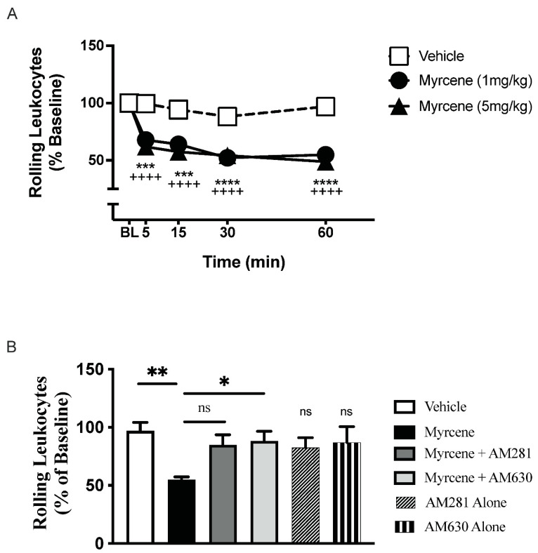 Acute myrcene treatment altered the kinetics of leukocytes in the arthritic joint microvasculature. Topical administration of myrcene to day 7 adjuvant monoarthritic knees reduced the number of rolling leukocytes in post-capillary venules supplying the joint (A). The maximal response occurred at 60 min following the start of treatment. **** p < 0.0001, *** p < 0.001 (5 mg/kg dose) ++++ p < 0.0001 (1 mg/kg dose) two-factor RMANOVA with Bonferroni’s post hoc test. Compared to myrcene alone, the reduction in leukocyte rolling was blocked by the CB2-receptor antagonist AM630 (75 µg s.c.) but not the CB1-receptor antagonist AM281 (75 µg s.c.). (B). Antagonists alone were not significantly different from vehicle. ns—not significant, ** p < 0.01, * p < 0.05, one-factor RMANOVA with Bonferroni’s post hoc test. Data are means ± S.E.M.