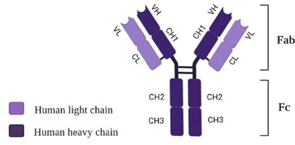 Structure of tocilizumab [own drawing].