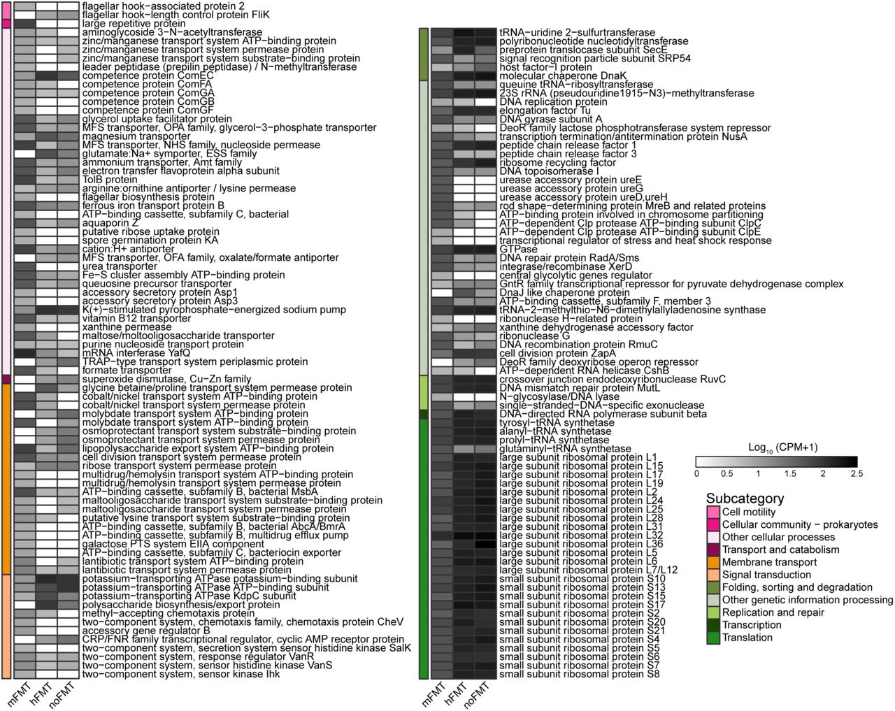 Microbial genes (KOs) not associated with metabolism significantly different in abundance between cleared and colonized mice.Mean log10-transformed (CPM + 1) of Kos from non-metabolism categories significantly different in abundance between mice that cleared (mFMT) or did not clear (hFMT, noFMT) C. difficile (based on MaAsLin2; linear model with BH correction, q ≤ 0.001).