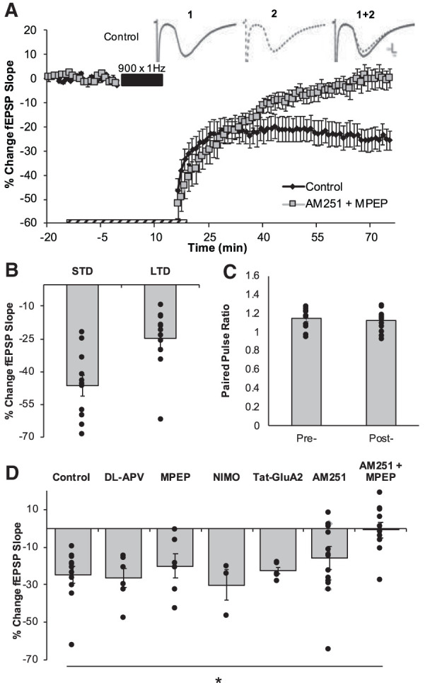 900 × 1 Hz-LFS induced LTD is dependent on coactivation of mGluR5 and CB1R. (A) LTD was measured as the average percentage of change in the fEPSP slope relative to baseline for minutes 70–75 as a result of the delivery of the 900 × 1 Hz LFS (indicated as black bar). Dashed bar represents the duration of exposure of pharmacological inhibitors. Numbers 1 and 2 indicate the relative timing that corresponds to the representative traces. Representative field excitatory postsynaptic potentials (fEPSPs) from the preconditioning period (1, solid black line) and from the end of the postconditioning recording (2, dotted black line). Scale represents 0.2 mV by 1 msec. (B) The average magnitudes of STD and LTD are indicated as the last 5 min of the postconditioning recordings. Bars represent the average LTD (−24.85 ± 4.30%, n = 11 slices) induced by 900 × 1 Hz in the control data set. Dots represent the average amounts of STD and LTD for each slice that make up this data set. (C) The paired pulse ratios evaluated before the induction of LTD and at the end of the postconditioning recording were not statistically significantly different, providing indications that this LTD is not mediated by a change to presynaptic neurotransmitter release probability. (D) Pharmacological inhibition of NMDAR (−26.68 ± 5.11%, n = 6 slices, P = 0.789), mGluR5 (−20.15 ± 6.40%, n = 6 slices, P = 0.556), L-type calcium channels (Nimodipine, NIMO; −26.80 ± 2.88%; n = 2 slices, P = 0.731), Tyr phosphorylation on AMPARs (Tat-GluA23Y; −22.79 ± 1.63%; n = 6 slices, P = 0.235) or CB1R (−15.83 ± 6.24%, n = 17 slices, P = 0.173) independently had no effect on this LTD. Combined inhibition of mGluR5 and CB1R led to a significant blockade of LTD (−0.82 ± 4.14%, n = 10 slices, P = 0.00055). Dots represent the average amounts of LTD for each slice that make up the average (indicated as the bar) for each group. Error bars throughout represent the standard error of the mean. Statistical significance was achieved by a two-tailed t-test compared against control and P < 0.05 is indicated by a *.