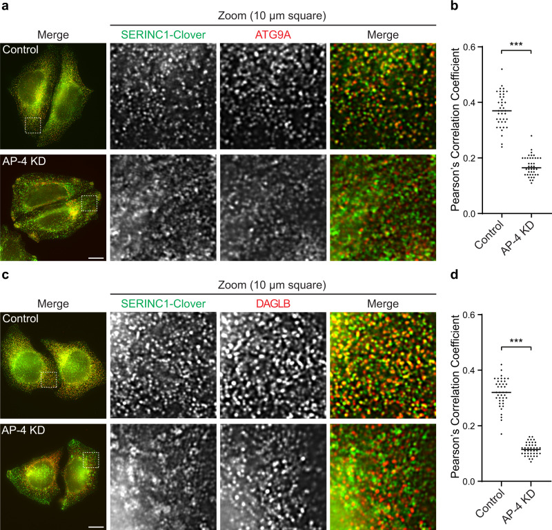 DAGLB and ATG9A colocalise with SERINC1 in an AP-4-dependent manner.HeLa cells tagged endogenously with Clover (modified GFP) at the C-terminus of SERINC1 were transfected with siRNA to knock down (KD) AP-4, or were transfected with a non-targeting siRNA (Control). a Super-resolution structured illumination microscopy (SR-SIM) was used to image SERINC1-Clover (via anti-GFP; green) and anti-ATG9A (red). Representative images show the whole field of view and a zoomed image of a peripheral 10 × 10 μm2 square. ATG9A and SERINC1 colocalised in small puncta throughout the cytoplasm in control cells, but not in AP-4 depleted cells. Scale bar: 10 μm. b Quantification of colocalisation between SERINC1-Clover and ATG9A in control and AP-4 knockdown (KD) cells, using Pearson’s Correlation Coefficient (PCC). The experiment was performed in biological duplicate and the graph shows combined replicate data: each datapoint indicates the PCC for an individual cell (horizontal bar indicates median; n = 40 cells per condition, examined across 2 independent experiments). Data were subjected to a two-tailed Mann–Whitney U-test: ***p ≤ 0.001 (p = 9.3 × 10−23). c SR-SIM was used to image SERINC1-Clover (via anti-GFP; green) and anti-DAGLB (red), as in (a). Like ATG9A, DAGLB colocalised with SERINC1 in small puncta throughout the cytoplasm in control cells, but not in AP-4 depleted cells. Scale bar: 10 μm. d Quantification of colocalisation between SERINC1-Clover and DAGLB in control and AP-4 KD cells, using PCC. The experiment was performed in biological duplicate and the graph shows combined replicate data: each datapoint indicates the PCC for an individual cell (horizontal bar indicates median; n = 40 cells per condition, examined across 2 independent experiments). Data were subjected to a two-tailed Mann–Whitney U-test: ***p ≤ 0.001 (p = 1.9 × 10−23). Source data are provided as a Source Data file.
