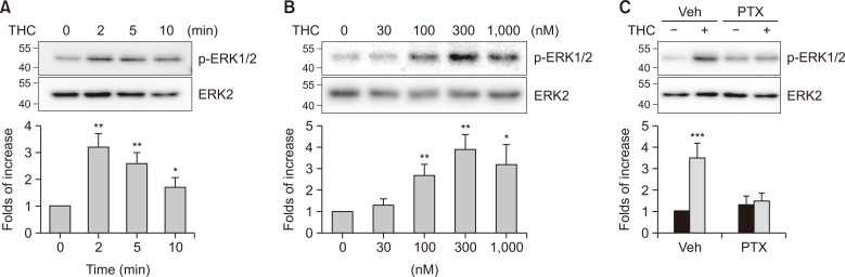 Characterization of CB1R-mediated ERK activation. HEK-293 cells were transiently transfected with the plasmid encoding CB1R, and the receptor expression levels were maintained between 1.7-2.1 pmol/mg protein. (A) HEK-293 cells expressing CB1R were treated with 100 nM THC for 0-10 min. *p<0.05, **p<0.01 compared to 0 min group (n=3). (B) HEK-293 cells expressing CB1R were treated with 0-1,000 nM THC for 2 min. *p<0.05, **p<0.01 compared to 0 nM group (n=3). (C) HEK-293 cells expressing CB1R were treated with 100 ng/mL PTX in serum-free medium, followed by 100 nM THC for 2 min. ***p<0.001 compared to other groups (n=3).