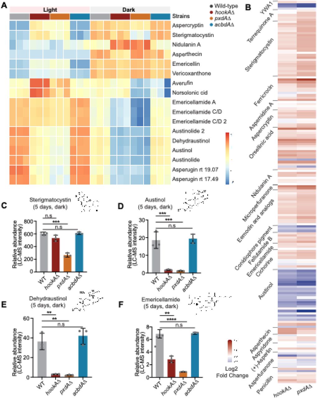 (related to figure 4). Loss of pxdA, hookA, and acbdA alters secondary metabolite gene expression and metabolite production in Aspergillus nidulans.(A) Heatmap showing levels of differentially regulated secondary metabolites in WT, pxdAΔ, hookAΔ, and acbdAΔ strains grown under light and dark conditions for five days. The color scale represents high (red) and low (blue) abundance values detected by LC–MS analysis. (B) Heatmap showing log2 fold-changes in gene expression between mutants and wild-type strains grown in the dark for five days, covering all secondary metabolism genes from well-characterized clusters with known products. (C–F) Relative abundance plots of sterigmatocystin (C), austinol (D), dehydroaustinol (E), and emericellamide (F) in WT, hookAΔ, pxdAΔ, and acbdAΔ strains grown in the dark for five days. Data are represented as mean ± SD (n = 3 biological replicates). ** p < 0.01, *** p < 0.001, **** p < 0.0001 and n.s. (not significant) by unpaired t-test.