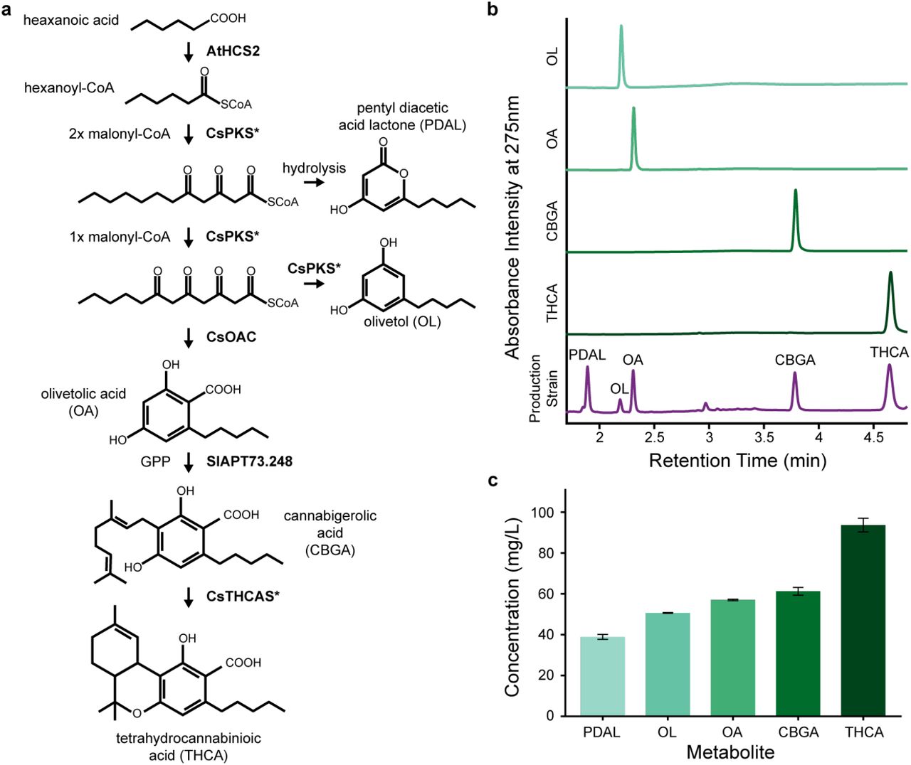 Production of cannabinoids in oleaginous yeast.a, Expression of AtHCS2 enables production of hexanoyl-CoA or butyryl-CoA after from hexanoic acid or butyric acid feeds. Expression of CsPKS* and CsOAC enables production of OA or DVA from hexanoyl-CoA or butyryl-CoA. After two malonyl-CoA condensations, the reactive linear triketide intermediate can undergo hydrolysis to produce the undesirable byproduct pentyl diacetic acid lactone (PDAL). After three malonyl-CoA condensations, the reactive linear tetraketide product undergoes competition between decarboxylative aldol-condensation to produce the undesirable byproduct OL and cyclization by CsOAC to produce OA. Production of byproducts PDAL and OL reduce pathway flux and can reduce growth36. Expression of SlAPT73.248 enables production of CBGA and cannabigerovarinic acid (CBGVA) via the prenylation of OA or DVA. The expression of CsTHCAS* enables production of THCA or tetrahydrocannabivarinic acid (THCVA). Engineered variants of CsPKS and CsTHCAS are indicated with an asterisk (Supplementary Table 1-2). GPP production is described in Supplementary Figure 2 and Supplementary Table 1-3. b, LC-DAD chromatograms at 275nm for OL standard, OA standard, CBGA standard, THCA standard, and a Y. lipolytica production strain containing the full cannabinoid pathway with peaks confirming the production of PDAL, OL, OA, CBGA, and THCA. There was no commercially available standard for PDAL. c, Concentrations of PDAL, OL, OA, CBGA, and THCA in the production strain, calculated by integrating the LC-DAD peaks from b and interpolating against full calibration curves. Bars show mean concentration in mg/L; error bars indicate standard deviation from three biological replicates (n = 3).