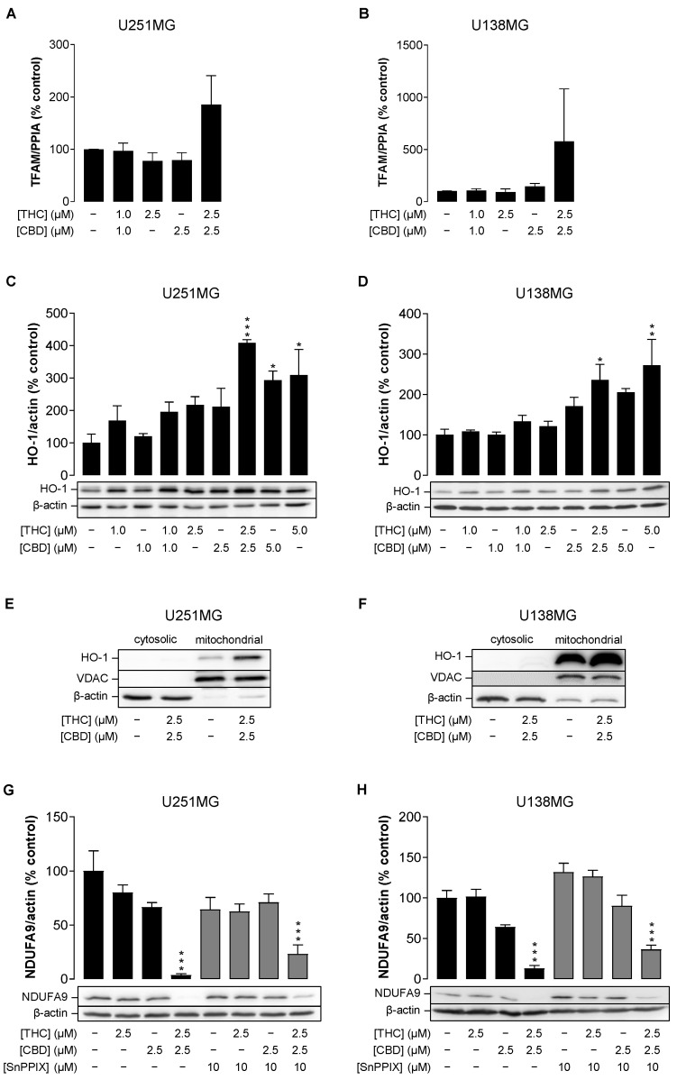 Influence of THC and CBD, administered alone or in combination, on mitochondrial transcription factor A (TFAM) expression (A,B) and heme oxygenase-1 (HO-1) protein levels (C–F) and function (G,H) in human glioblastoma cells. U251MG and U138MG cells were incubated with selected concentrations of THC and CBD, their combination (in a ratio of 1:1) or vehicle control for 24 h. In the experiments shown in Panels (G,H), the HO inhibitor SnPPIX (10 µM) was applied to the cells 1 h before the cannabinoids and was present throughout the incubation with the cannabinoids. Following incubation with cannabinoids, total RNA (A,B), cellular total protein (C,D,G,H) or mitochondrial fractions (E,F) were isolated and analysed for TFAM or HO-1. All percentage values shown refer to the vehicle control, which was set to 100%. The values given in the bar charts are based on RT-PCR (A,B) or densitometric analyses of blots (C,D,G,H), with the gene of interest normalised to PPIA (A,B) and the proteins normalised to β-actin (C,D,G,H). The blots shown are representative. The data in panels (A–D,G,H) are mean values ± SEM of n = 3–5 independent experiments per group. * p ≤ 0.05, ** p ≤ 0.01, *** p ≤ 0.001 vs. corresponding vehicle control, one-way ANOVA with Dunnett’s post hoc test (A–D) or Bonferroni’s post hoc test (G,H).