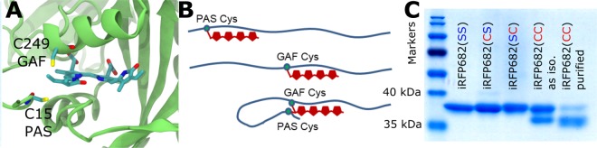 Double-Cys chromophore attachment in iRFP682. (A) The positions of the PAS- and GAF-Cys (C15, C249) residues (exchanged for Ser in mutants) relative to the chromophore in the investigated protein constructs. The presented homology model was derived from the iRFP713 homology model27. (B) Scheme showing denatured iRFP variant proteins with covalently attached BV. Double attachment results in a covalently linked loop that withstands denaturation and leads to migration of the protein with apparently lower molecular weight. (C) Purification of iRFP682(CC). All protein variants containing only one Cys residue ran as a single band in SDS-PAGE at an apparent molecular mass of 37 kDa. iRFP682(CC) displays a second band characteristic for iRFPs with double-Cys motif10 at an apparently lower mass, which was assigned to a double attached BV species11. This protein species was purified by treatment with GdnHCl and size-exclusion chromatography (Supplementary Fig. S2).
