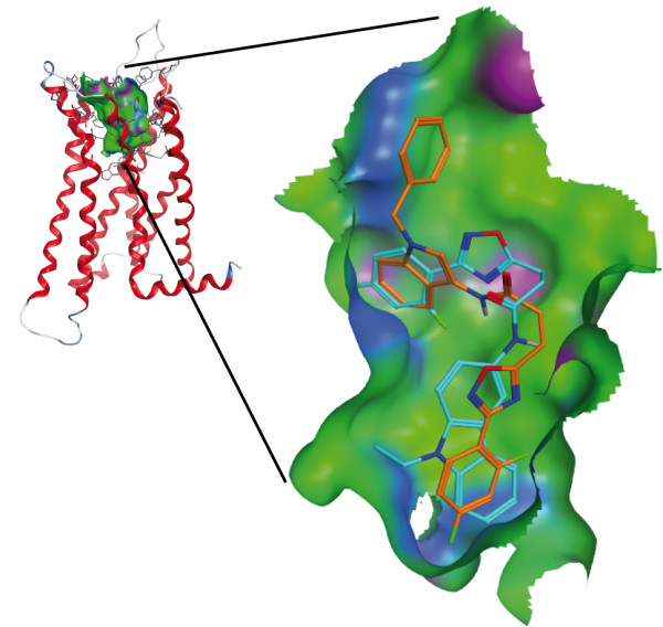 Comparison of the predicted binding modes of 7h and 6h to the human CB2 model. 6h (cyan) binds with the carbazole moiety in the binding pocket. For 7h (orange), the preferred binding is with ring A pointing outside of the cavity. This figure was created using MOE (Chemical Computing Group Inc., Montreal, Canada).