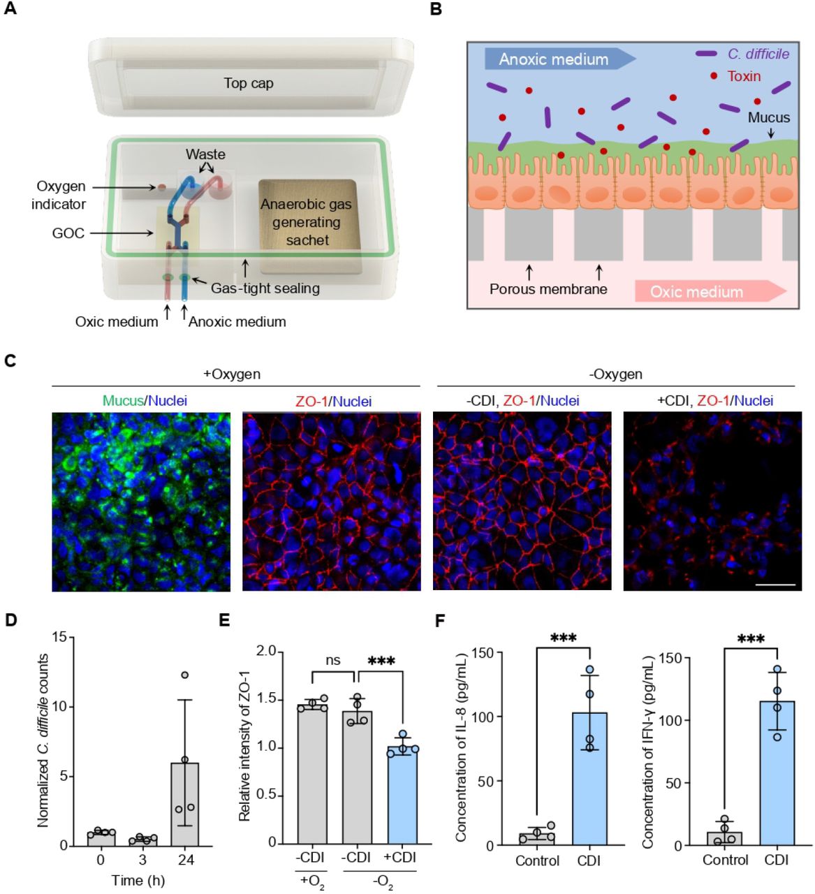 Modeling CDI using a GOC-based system. (A) Schematic of the GOC system design. (B) Schematic of the GOC-based in vitro CDI model. (C) Confocal micrographs of the intestinal epithelium cultured for 24 hours in the GOC. The upper microchannel was perfused with normoxic (+ Oxygen) or anaerobic (-Oxygen) culture medium. Under anaerobic condition, the intestinal epithelium was either infected (+ CDI) or not infected (– CDI) by C. difficile. Tight junctions were immunostained for ZO-1 (red), the mucus layer was labeled with wheat germ agglutinin (WGA, green), and nuclei were stained with DAPI (blue). Scale bar: 50 µm. (D-F) Quantitative analysis of (D) C. difficile cell counts in the GOCs at 0, 3 and 24 hours post-infection; (E) the average ZO-1 fluorescence intensity of intestinal epithelium in GOCs; and (F) secretion of pro-inflammatory cytokines IL-8 and IFN-γ in GOCs with or without C. difficile infection. Data are presented as mean ± SD (n = 4 independent replicates). Significance was determined by unpaired t-test (* P < 0.05, ** P < 0.01, *** P < 0.001).Figure 1—figure supplement 1. Characterization of the GOC device and on-chip cell culture.