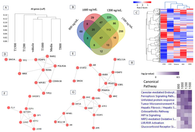 Global transcriptional alteration in BEAS-2B cells by Δ-9-THC. (A) Hierarchical relationship of differential gene expression at varying dosage concentrations of Δ-9-THC (medium control; vehicle control; 800, 1000, 1200, and 1500 ng/mL). (B) Venn diagram showing highly significant DEGs in all treatment groups and their overlap among groups, suggesting a dose-dependent response in gene expression profile. (C) A heatmap showing all DEGs in BEAS-2B cells in response to exposure to various concentrations of THC for 24 h. List of transcription factors associated with Δ-9-THC dosing concentrations of (D) 800 ng/mL, (E) 1000 ng/mL, (F) 1200 ng/mL, and (G) 1500 ng/mL. (H) Ingenuity Pathway Analysis revealed canonical pathways activated by Δ-9-THC in BEAS-2B cells, suggesting an association with the ferroptosis signaling pathway across the dosing concentrations of Δ-9-THC.