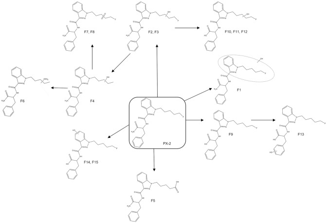 Proposed metabolic pathways of PX-2