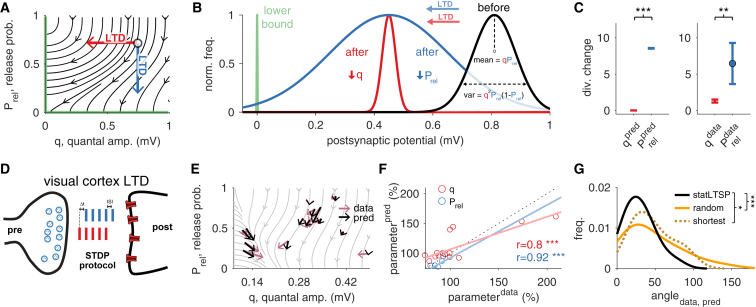 StatLTSP Predicts Expression Loci of Long-Term Depression(A) Flow field when setting a lower bound φ=0 mV. Setting either Prel=0 or q=0 makes the postsynaptic response equal to zero (the lower bound is represented by the solid green line; see Movie S2).(B) Decreasing Prel toward a lower bound (green), which controls synaptic transmission variance, is statistically more efficient (blue) than decreasing q (red).(C) Change in divergence when changing Prel or q alone for the lower bound φ=0 mV.(D) Schematic representation of a synapse with an STDP protocol that yields LTD (Δt represents the delay between pre- and postsynaptic spikes; ISI is the inter-spike interval).(E) Model predictions and observed changes in Prel and q parameters (black and purple, respectively).(F) Predicted and observed changes in both Prel (blue) and q (red). There is no significant difference between predicted and observed changes for both Prel (p = 0.63) and q (p = 0.63).(G) Distribution of angles (in degrees) between observed and predicted changes for statLTSP (black solid line), a random (orange solid line) and a shortest path model (dark orange dashed line; see STAR Methods). STDP LTD data reanalyzed from Sjöström et al. (2001). Error bars represent mean ± SEM.