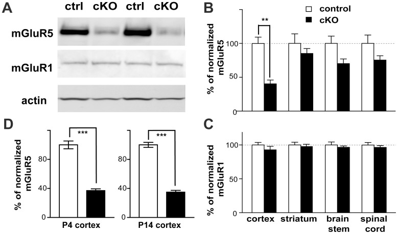 Reduced mGluR5 expression in the cortex of Cx-mGluR5 KO mice.(A) Examples of the Western blots used to quantify the abundance of mGluR5, mGluR1 and β-actin in cortex isolated from 6-month old Cx-mGluR5 KO mice and their littermate controls. (B,C) Summaries for the levels of mGluR5/β-actin (B) and mGluR1/β-actin (C). (D) Summaries show reduced mGluR5 levels in the developing cortex of Cx-mGluR5 KO mice. Data are presented as mean ± SEM as % of normalized mGluR5 or mGluR1 in control mice for each specific brain region (**, p<0.01, ***, p<0.0001, Student’s t-test).