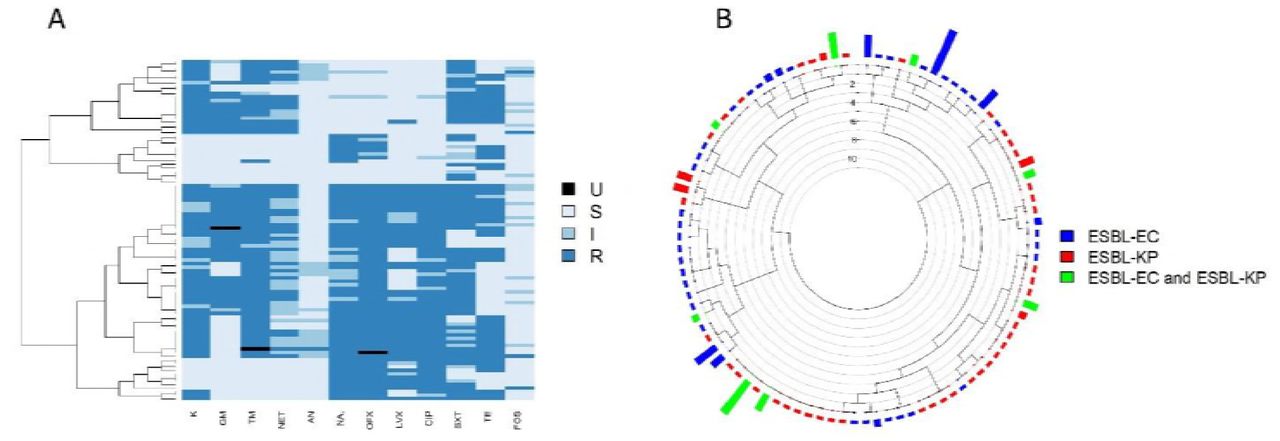 Resistance profile of ESBL-producing Enterobacteriaceae detected in patients over the study period.(A), Each row represents a strain identified during the study. Each columns represents the phenotype sequence in terms of antibiotic resistance level to each of the 12 tested antibiotics. R, resistant (dark blue). I, intermediate (blue). S, susceptible (light blue) and U unknown (black). Tested antibiotics were penicillins (aminoglycosides (kanamycin (K), gentamicin (GM), tobramycin (TM), netilmicin (NET), amikacin (AN)), fluoroquinolones (nalidixic acid (NA), ofloxacin (OFX), levofloxacin (LVX), ciprofloxacin (CIP)), co-trimoxazole (SXT), tetracyclines (TE) and fosfomycin (FOS). The dendrogram was built from the distances between two strains’ phenotype profiles for the 12 antibiotics. (B) The same data is represented with characterization of the species. Blue: ESBL-EC, red: ESBL-KP and green: resistance sequences found in both species. Rectangle heights correspond to the number of individuals each profile was observed in.