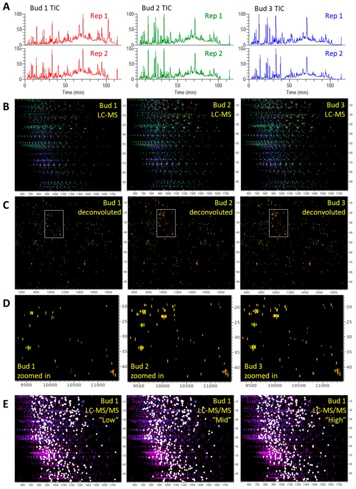 Profiles of medicinal cannabis protein samples. (A) Total ion chromatograms (TIC) for each biological replicate (buds 1 to 3) and technical duplicate (reps 1 and 2). Elution times (min) are along the x-axis, and the signal intensity is along the y-axis; (B) LC-MS pattern of each biological replicate (buds 1 to 3) (rep 1). Mass range (500–2000 m/z) is along the x-axis, and elution times (min) are along the y-axis; (C) Deconvoluted LC-MS map of each biological replicate (buds 1 to 3) (rep 1) along 3–30 kDa on the x-axis; (D) zoom-in the area boxed in (C) along 15–45 min and 9–11.5 kDa corresponding to abundant proteins; (E) triplicated LC-MS/MS patterns from biological replicate bud 1; dots represent MS/MS events.