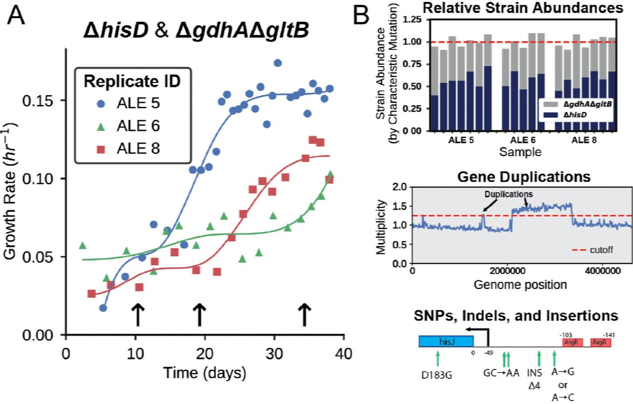 Adaptive Laboratory EvolutionA: E. coli co-cultures were evolved over a 40 day period and the growth rate was periodically measured. Three of the co-cultures evolved were capable of establishing syntrophy and showed an improvement in growth rate. The arrows indicate the time points at which samples were taken during the ΔhisD & ΔgdhAΔgltb co-culture ALE. B: Each of the sampled co-cultures were sequenced. This information was used to predict the fractional strain abundances of each of the co-culture members. It was also used to identify duplications in genome regions of one of the community members and infer causal mutations that improved community fitness.