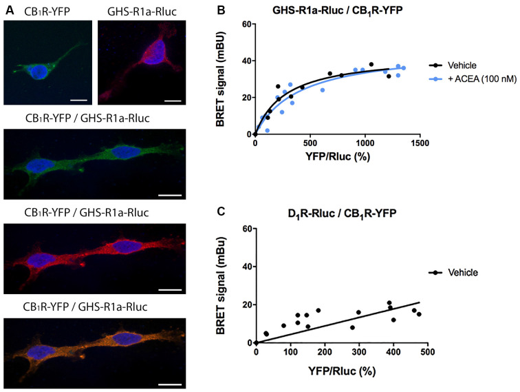Molecular interaction between GHS-R1a and CB1 receptors expressed in HEK-293T cells. (A) Confocal microscopy images of HEK-293T cells transfected with cDNAs for GHS-R1a-Rluc (1.5 μg) and/or for CB1R-YFP (1 μg). GHS-R1a-Rluc (red) was identified by immunocytochemistry using an anti-Rluc antibody (Merck-Millipore, 1/100). The CB1R-YFP (green) was identified by the fluorescence due to YFP. Colocalization is shown in yellow. Cell nuclei were stained with Hoechst (blue). Scale bar: 10 μm. (B,C) BRET saturation experiments were performed using HEK-293T cells co-transfected with a constant amount of GHS-R1a-Rluc cDNA (1.5 μg) and increasing amounts of CB1R-YFP cDNA (0–2 μg) and treated with ACEA (100 nM) or vehicle. As a negative control, HEK-293T cells were transfected with a constant amount of D1R-Rluc cDNA (1.5 μg) and increasing amounts of CB1R-YFP cDNA (0–2 μg). BRET data are expressed as the mean ± SEM of eight independent experiments performed in duplicates. mBU: milliBRET units.