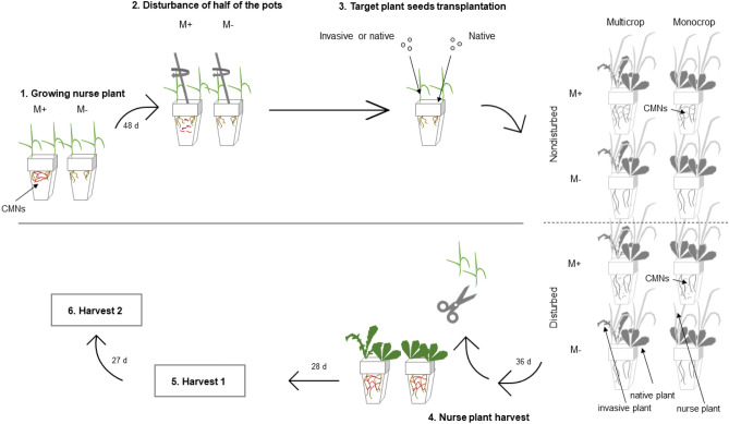 Procedural flow diagram showing individual steps of the experiment at the time frame and integrating experimental design. This design was used for both weedy annual-perennial plant species combinations, and both harvests. Mycorrhizal (M+) and nonmycorrhizal (M−) pots were pre-planted with Festuca pratensis as a nurse plant. Soil was disturbed or remained intact prior to annual and perennial plants being planted, resulting in disturbed or non-disturbed common mycorrhizal networks (CMNs) in the M+ treatments. Each figured pot contained 5 replicates (for each harvest and each perennial-weedy-annual plant combination). Figure modified from Řezáčová et al.43.