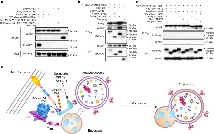 Myosin VI can link Tom1 with autophagy receptors. a A co-immunoprecipitation assay showing that point mutations of key interface residues observed in the Myosin VI/Tom1 complex structure abolish the specific interaction between Myosin VI(1060–1285) and Tom1 in cells. In this assay, cell extracts were prepared from HEK293T cells co-transfected with different combinations of plasmids as indicated, and 5% of each extracts were used as loading controls (bottom panel). b A co-immunoprecipitation assay revealing that Myosin VI(1060–1285), Tom1 and autophagy receptor TAX1BP1, NDP52, or Optineurin, can form ternary complexes in co-transfected cells. c A co-immunoprecipitation assay showing that mutations of Tom1, which can disrupt the interaction between Myosin VI(1060–1285) and Tom1, can also abolish the formation of the Tom1/Myosin VI/autophagy receptor ternary complex in cells. In this assay, cell extracts were prepared from HEK293T cells co-transfected with different combinations of plasmids as indicated, and 5% of each extracts were used as loading controls (bottom panel). Source data are provided as a Source Data file. d A proposed model depicting the tethering of endosome and autophagosome mediated by Myosin VI in cooperate with Tom1, the autophagy receptors, NDP52, TAX1BP1, and Optineurin as well as relevant ubiquitin chains, for facilitating the maturation of autophagosome in autophagy