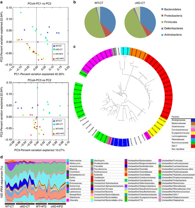 Adipose tissue Napepld deletion affects gut microbiota composition.(a) PCoA based on the weighted UniFrac analysis on operational taxonomic units (OTUs; n=6–10). Each symbol representing a single sample is coloured according to the group. (b) Composition of abundant bacterial phyla identified in the gut microbiota of WT-CT and cKO-CT mice (n=6–10). (c) The different OTUs significantly affected by adipose tissue Napepld deletion under CT diet. A representative 16S rRNA gene from each of the 64 differentially expressed OTUs in cKO-CT versus WT-CT mice was aligned and used to infer the phylogenetic tree presented in this figures (n=6–10). The colour in front of the OTU indicates the family of the OTU. (d) Relative abundances (percentage of 16S rRNA sequences) of the various bacterial genera in each sample among each group of mice (n=6–10). In b–d, the different phyla, families and genera are represented by different colour codes. See also Supplementary Tables 3–5.