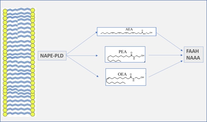 Biosynthesis and degradation of N‐acylethanolamides (NAEs) and possible points of interaction between AEA and its related compounds. Similar to AEA, N‐palmitoylethanolamine (PEA) and N‐oleoylethanolamine (OEA) are synthesized by N‐acylphosphatidylethanolamine‐specific phospholipase D (NAPE‐PLD) from membrane precursors. Unlike AEA, PEA and OEA exhibit no binding affinity on CB1/CB2 receptors, but they can enhance AEA activity at TRPV1 receptors. PEA and OEA are degraded by either fatty acid amide hydrolase (FAAH) or N‐acetylethanolamine‐hydrolysing acid amidase (NAAA). By competing with AEA for FAAH (mainly OEA) or by down‐regulating FAAH expression (predominantly PEA), they can increase AEA levels.