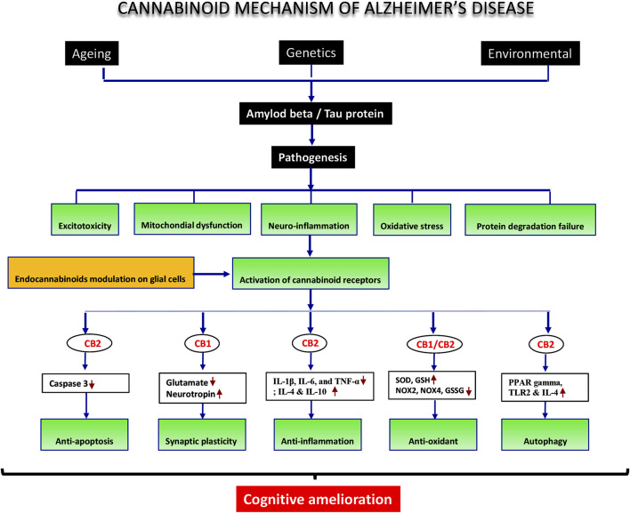 Schematic diagram of cannabinoid receptor activation and mechanism of action.