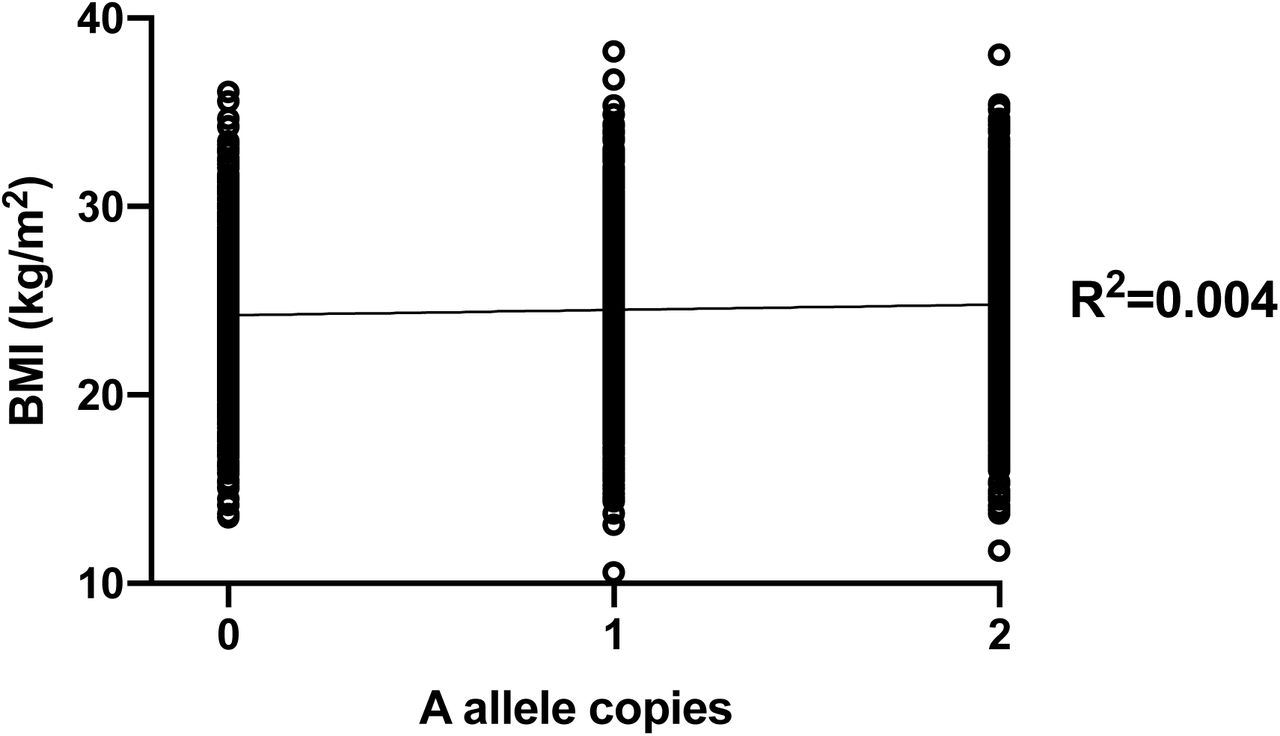 Linear regression of FTO rs9939609 A alleles versus BMI.Linear regression of 1,000 synthetic BMI datapoints per FTO rs9939609 A allele copy. There was a significant association between number of A copies and BMI (p=0.001, R2=0.0035), suggesting that only around 0.4% of the variability in BMI is determined by FTO genotype.