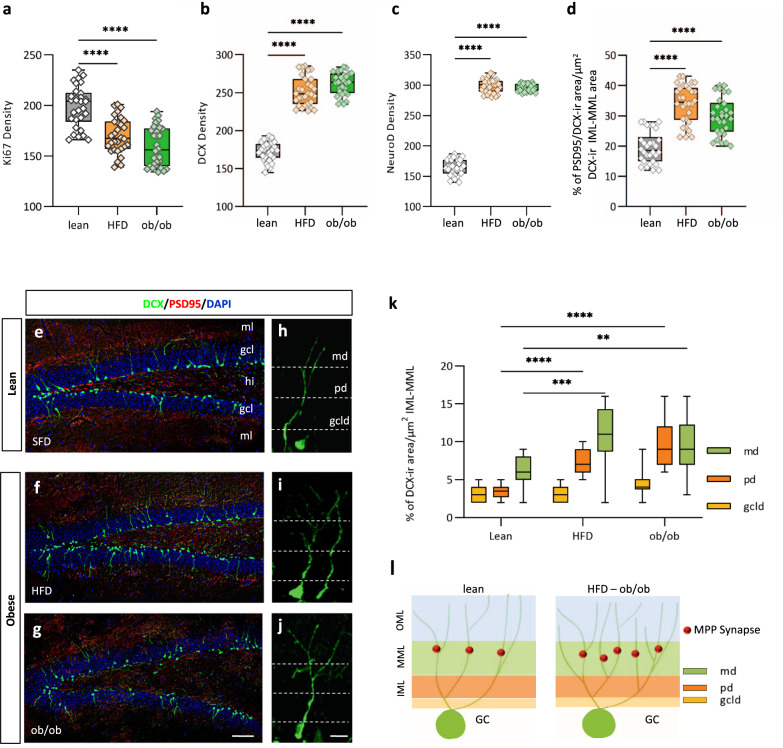 Adult hippocampal neurogenesis is altered in the DG of obese mice.a−c Graphs showing the NPCs proliferative and differentiative efficiency by mean of quantitative stereological counting of Ki67-ir (a), or DCX-ir (b) or NeuroD-ir (c) cell profiles in the DG of lean and obese (ob/ob and HFD) mice. Graphs show box-whisker plots (including minima, maxima, and median values, lower and upper quartiles) with single values. Data are from n = 30 slices in n = 6 mice per group; ANOVA test with Bonferroni post hoc, ****p < 0.0001, F = 47.48). d Graph showing dendritic development and complexity of DCX-positive neurons by quantification of PSD95/DCX-ir colocalizing area vs DCX-ir area in the inner (IML) and medial (MML) molecular layers of DG in lean and obese mice. Graphs show box-whisker plots (including minima, maxima, and median values, lower and upper quartiles) with single values. Data are mean of the percentage ± percentage of SEM from n = 30 slices in n = 6 mice per group; ANOVA test with Bonferroni post hoc, ****p < 0.0001, F = 47.48). e−g Confocal images of DCX/PSD95/DAPI immunolabeled of the dentate gyrus (DG) showing the adult-born granule cells DCX-ir (green) which constitute a subpopulation of the granular cell layer with higher PSD95-ir (red) postsynaptic density in the IML and MML of obese (f, g) and lean (e) mice as demonstrated by the high degree of colocalizing DCX/PSD95-ir puncta (yellow-orange) as an index of functional integration of the adult-born granule cells in the DG revealed by the high-density percentage of PSD95/DCX-ir colocalizing area vs DCX-ir area in the ML of obese mice (lean: 19.5% ± 0.9%, HFD: 34.2% ± 1.1%, ob/ob: 29.8% ± 1.1%. n = 30 slices in n = 6 mice per group; ANOVA test with Bonferroni post hoc, ****p < 0.0001, F = 47.48) (scale bar: 100 µm). Immunolabeling was repeated n = 3 times independently in sections from n = 6 mice per group, with similar results. h−j High-power images of typical DCX-ir adult-born granule cells demonstrating the development, length, and branching complexity of DCX-positive neurons in obese than in lean mice (scale bar: 10 µm). k Percentage of basal, proximal, and medial dendrites revealed by PSD95/DCX-ir vs DCX-ir colocalizing area in the respective GCL, IML, and MML (ML) were also significantly different between DG of obese and lean mice. Two-way ANOVA with Tukey post hoc, **p < 0.01, ***p < 0.001, ****p < 0.0001. Data are mean of the percentage ± percentage of SEM from n = 30 slices in n = 6 mice per group: Immunolabeling was repeated n = 3 times independently in sections from n = 6 mice per group, with similar results. l Schematic representation of the cytoarchitectonic organization of the molecular layer (ML) in DG of lean and obese, HFD and ob/ob, mice. GCL: granular cell layer, IML: inner molecular layer, MML: medial molecular layer, GC: granular cell, md: medial dendrites, pd: proximal dendrite, gcld: granular cell layer dendrite. The box plots elements are: center line, median (Q2); square symbol, mean; box limits, 25th (Q1)−75th (Q3) percentiles; whisker length is determined by the outermost data points. Source data are provided as a Source Data file.