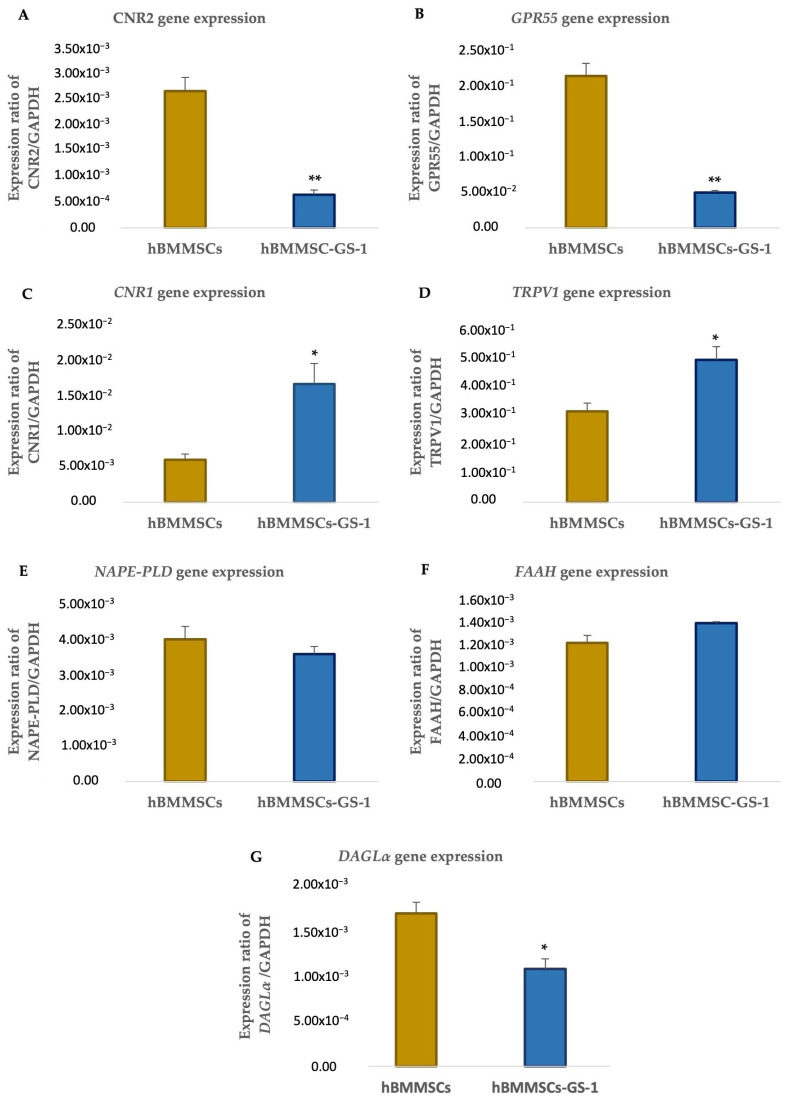 Analysis of gene expression of CNR2 (A), GPR55 (B), CNR1 (C), TRPV1 (D), NAPE-PLD (E), FAAH (F), and DAGLα (G) in hBMMSC and hBMMSC-GS-1 cells. Analysis was performed on cells cultured in GM. Experiments were carried out in triplicate for each gene in three independent experiments (n = 9). Values are expressed as mean ± SD and were normalized to the housekeeping gene GAPDH. * p < 0.05 versus hBMMSCs; ** p < 0.01 versus hBMMSCs.