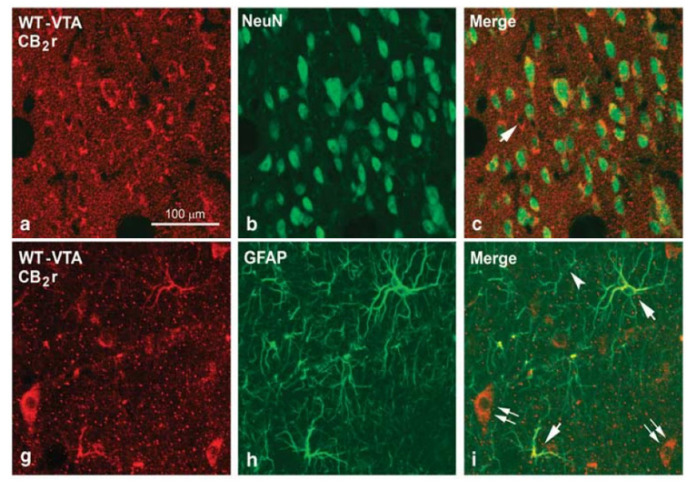Confocal photomicrographs showing immunolabeling for CB2 receptors (CB2r), neuronal nuclei (NeuN) and glial fibrillary acidic protein (GFAP) in the ventral tegmental area (VTA) and the nucleus accumbens (NAcc) of wild-type (WT) mice. Double labeling CB2r-NeuN (yellow cells in c) in the VTA and the NAcc and CB2r-GFAP (yellow cells in i) in the VTA indicates the existence of CB2r in neurons and astrocytes. Image adapted from Aracil-Fernandez et al. Neuropsychopharmacology (2012) 37, 1749–1763.