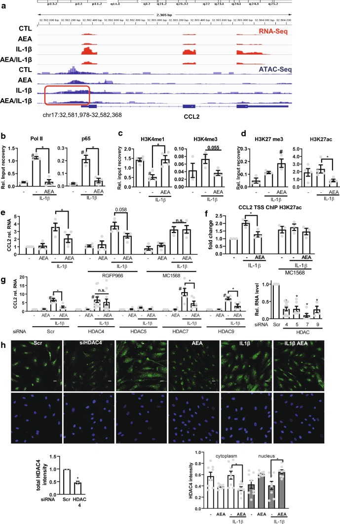 AEA-induced CCL2 repression involves HDAC4. a RNA-Seq and ATAC-Seq channel overly tracing of HAoSMC for the stimuli indicated (100 nmol/L AEA, 150 min und 10 ng/mL, IL-1β 90 min). Focusing chromatin structure at the CCL2 Promoter region chr17:32,581,978-32,582,368 in context to IL-1β ± AEA treatment (red box). N = 3 Chromatin immunoprecipitation (ChIP) of the proteins indicated followed by qPCR for the CCL2 transcription start site (TSS) in the absence (b–d) or presence (f) of MC1568 (32 µM). e CCL2 RT-qPCR of HAoSMC pretreated with the HDAC inhibitor RGFP966 (2.7 µM) or MC1568 (32 µM) or solvent (DMSO) for 1 h and afterwards stimulated with AEA (100 nmol/L 150 min) and IL-1β (10 ng/mL 90 min; for ChIP experiments: 120 min 100 nmol/L AEA and 10 ng/mL IL-1β 60 min). Two-way ANOVA with Tukey’s multiple comparison post-hoc test. g CCL2 (left), HDAC (right) RT-qPCR after siRNA knockdown of the HDACs indicated (40 nM, 72 h). Normalized to each siRNA untreated (−). N = 4–11, two-way ANOVA with Tukey’s multiple comparison post-hoc test. h Immunofluorescence of HDAC4 in HAoSMC after treatment with AEA (100 nmol/L, 150 min) and IL-1β (10 ng/mL, 60 min) or HDAC4 siRNA. Scale bar 20 µm, N = 8. Immunofluorescence after siRNA knockdown (40 nM, 72 h) n = 3, unpaired t test. #p < 0.05—vs. treatment, *p < 0.05. Ordinary one-way ANOVA with Tukey’s multiple comparison post-hoc test. If not normally distributed nonparametric ANOVA with Kruskal–Wallis test and Dunn’s multiple comparison post-hoc test