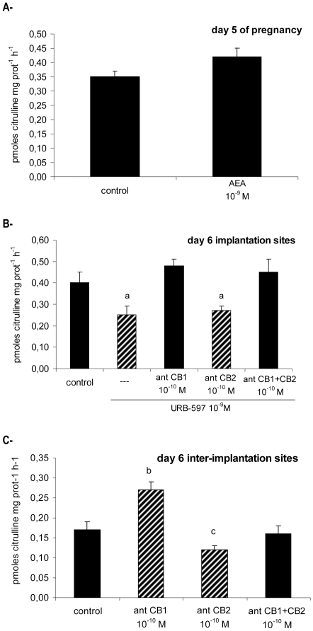 Effect of AEA on NOS activity in the uterus from pregnant rats.(A) Uterine tissue from day 5 pregnant rats was incubated for 30 min with AEA 10−9 M. (B) Implantation sites from day 6 of pregnancy were incubated for 15 min with AEA 10−9 M alone or pre-incubated with selective cannabinoid receptors antagonists. (C) Inter-implantation sites from day 6 of pregnancy were incubated with selective cannabinoid receptors antagonists. NOS activity is expressed as pmoles citrulline mg prot−1 h−1. a: p<0,001 vs the rest, b: p<0,001 vs control, antCB2 and antCB1+CB2, c: p<0.05 vs control and antCB1+antCB2. N = 4–6 for each point. antCB1: CB1 selective antagonist (SR141716A), antCB2: CB2 selective antagonist (SR144528).