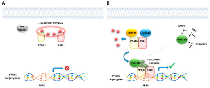 Representative illustration of PPARs activating pathways. (A) In absence of ligand binding, the nuclear corepressor complex prevents PPAR/RXR binding to their DNA binding element, called PPAR response element (PPRE). (B) In presence of a ligand, PPAR/RXR dimer binds to the PPRE of target genes and regulates the transcription of target genes. Peroxisome proliferator-activated receptor gamma coactivator 1-alpha (PGC-1α) is a transcriptional coactivator of the PPAR/RXR complex, known to be activated by intracellular factors such as AMPK, SIRT and MAP kinases.
