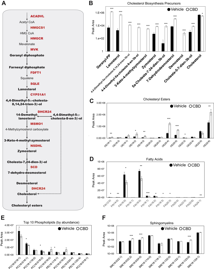 Cholesterol biosynthesis precursors and cholesterol esters accumulate upon CBD treatment.A, pathway diagram of cholesterol biosynthesis. Quantified metabolic intermediates are outlined in black bold, and enzymes showing significant increase over time with CBD in proteomic analysis are shown in bold red (Fig. 3D). Dashed arrows indicate multiple intermediate steps that were not identified in the pathway. B, d-glucose (U-(13)C6) metabolically labeled cholesterol biosynthesis precursors at 24 h post 20 μM CBD treatment. (Student’s t test: ∗p < 0.05, ∗∗p < 0.01, and ∗∗∗p < 0.001) (supplemental Fig. S4). C–F, total abundance of lipids quantified by LC–MS/MS from cell extracts of SK-N-BE(2) cells treated with vehicle or 20 μM CBD. Cholesteryl esters (CEs), fatty acids (FAs), phospholipids, and sphingomyelins (SMs) identified by mass spectrometry are displayed by peak area (supplemental Fig. S4, D and E). (Student’s t test: ∗p < 0.05, ∗∗p < 0.01, and ∗∗∗p < 0.001). CBD, cannabidiol; PC, phosphatidylcholine; PE, phosphatidylethanolamine.