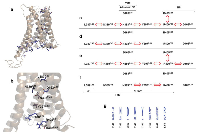 The polar signaling channel of the CB1 receptor identified through cross correlation analysis. (a) Polar amino acids of which motions are correlated in the Gi protein-bound active state. (b) Polar amino acids of which motions are correlated and connecting the orthosteric binding pocket to the Gi protein-binding interface. Non-polar hydrogens are omitted for clarity. (c) Active CB1–Gi protein complex, 1st replica; (d) inactive CB1–Gi protein complex, 2nd replica; (e) active CB1–β-arrestin-2 complex, 1st replica; (f) inactive CB1–β-arrestin-2 complex, 2nd replica. Red arrows indicate correlated motions of the respective amino acids. (g) Degree of conservation of polar signaling channel residues of human class A GPCRs.