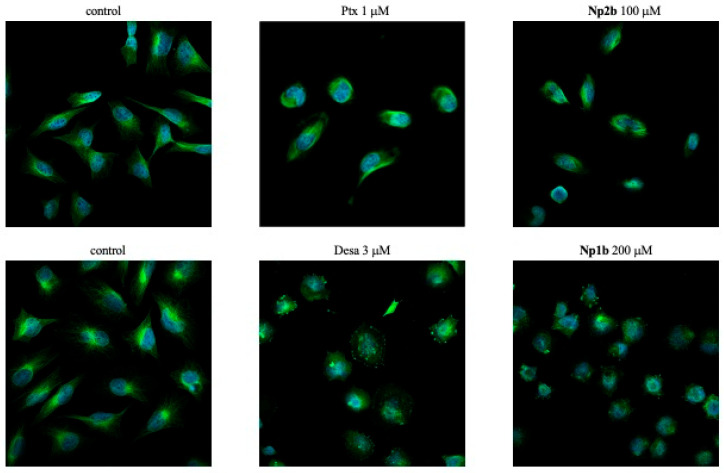 Fluorescent confocal microscope images of untreated LN229 cells (control) and those treated for 4 h with PTX, Np2b, Desa, and Np1b, at the indicated concentrations (λex/λem = 353/465 for DAPI, 493/517 for beta-tubulin). Fluorescence intensity and statistical analysis were performed, and the results are shown in Figure S2.