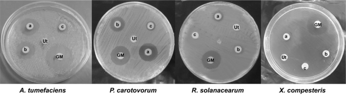 The antimicrobial activities of the total proteins derived from the transgenic and control hairy root lines. (a) CBD‐DrsB1‐08 line, (b) DrsB1‐CBD‐14 line, (c) DrsB1‐04 line, Ut: non‐transgenic control plant and GM: Gentamicin (10 μg/disk)