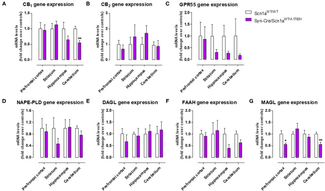 Gene expression for the CB1, CB2, and GPR55 receptors and the NAPE-PLD, DAGL, FAAH, and MAGL enzymes measured by qPCR in different CNS structures of Syn-Cre/Scn1aWT/A1783V mice compared with Scn1aWT/W animals at PND25. Values are fold of change over controls and correspond to means ± SEM of five to six animals per group. Data were assessed by the Student's t-test (*p < 0.05, **p < 0.01 vs. the control group).