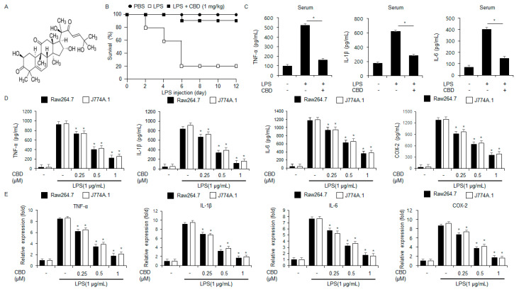 CBD modulates mRNA and protein expression of inflammatory cytokines in LPS-mediated macrophage. (A) The chemical structure of CBD. (B) To evaluate survival outcomes, C57BL/6 mice were administered LPS (20 mg/kg i.p.) or a combination of LPS and CBD (1 mg/kg i.p.). Survival rates for the LPS-only and co-treated groups (n = 10/group) were monitored daily for 12 days. (C) Effects of CBD on serum protein levels of IL-1β, TNF-α, and IL-6 in LPS-mediated mouse models, measured by ELISA. (D,E) ELISA and Real-time qPCR were used to quantify the mRNA and protein expression of IL-1β, IL-6, COX-2, and TNF-α in J774A.1 and Raw264.7 cells. The cells were pre-treated with LPS (1 μg/mL) and co-treated with CBD (0, 0.25, 0.5, and 1 µM) for 24 h. The relative mRNA levels were normalized using β-actin. * = p < 0.05. These experiments were repeated three times.