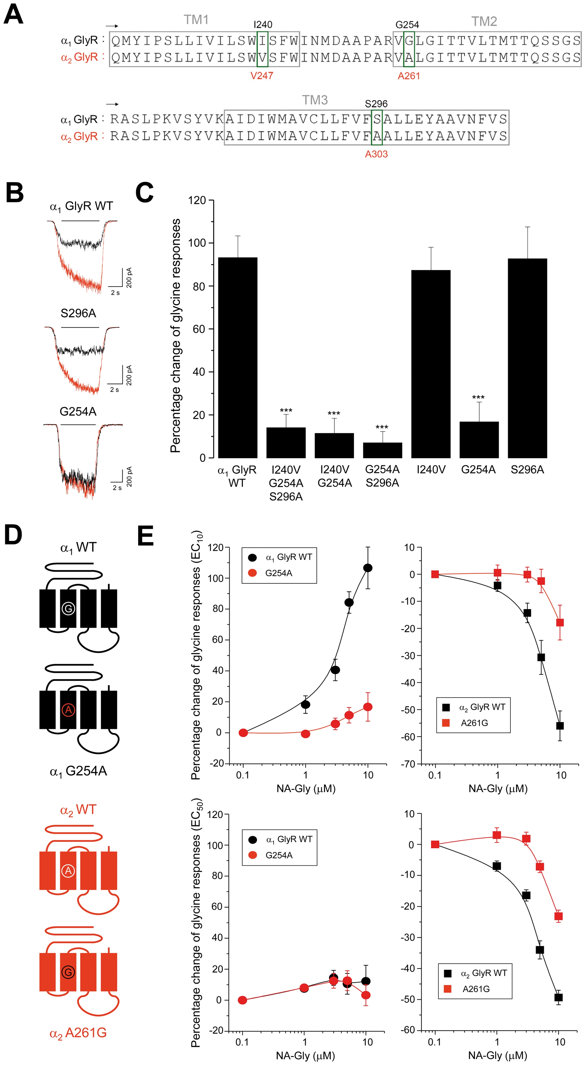 Positive and negative NA-Gly allosteric effects on α1 and α2 GlyRs are influenced by a single TM2 domain residue.(A) Primary sequence alignment between α1 and α2 GlyR subunits from TM1 to TM3 regions. The 3 non-conserved residues are highlighted by green boxes. (B) Examples of current traces through GlyRs with mutated TM domains, in absence (black) or presence of NA-Gly (red) (C) The bar graphs summarizes the normalized glycine-evoked current enhancement after the application of 10 µM NA-Gly on α1 GlyRs with mutations in specific residues within the TM domains (D) Schematic representation of wild-type and TM2-mutated GlyRs (E) Concentration-response curves for NA-Gly in wild-type and TM-mutated α1 and α2 GlyRs using two different agonist concentrations. Note that the specific mutation G254A in α1 GlyRs significantly attenuated the EC potentiation, whereas the reverse TM2 mutation in α2 GlyRs (A261G) additionally decreased the NA-Gly-induced inhibition.