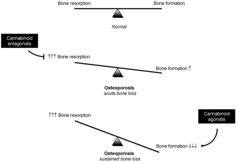 Hypothetical model for prevention and treatment of postmenopausal osteoporosis using cannabinoid ligands. Cannabinoid receptors play a role in regulating osteoclast and osteoblast differentiation and activity in the ageing skeleton. Osteoblast and osteoclast activity are balanced during skeletal growth and early adulthood. Following oestrogen deficiency after menopause, acute bone loss occurs due to a significant rise in osteoclast number. During this phase, cannabinoid receptor inverse agonists/antagonists may prevent excessive bone loss by reducing osteoclast number and bone resorption. Activation of cannabinoid receptors using cannabinoid agonist may restore bone loss incurred during the prolonged phase of bone loss by promoting osteoblast differentiation and bone formation.