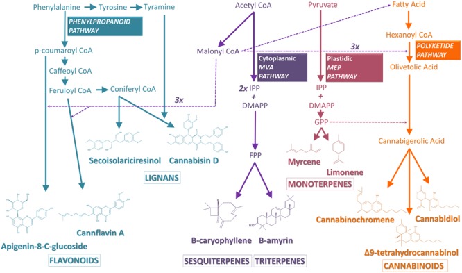 Schematic view of the biosynthetic pathways leading to the Cannabis secondary metabolites discussed in this review. Transport of precursors is represented by dashed arrows, while direct catalytic reactions are depicted by bold arrows. See text for detailed pathways. Abbreviations used: IPP, isopentenyl diphosphate; DMAPP, dimethylallyl diphosphate; GPP, geranyl diphosphate; FPP, farnesyl diphosphate; MVA, mevalonate; MEP, methylerythritol phosphate.