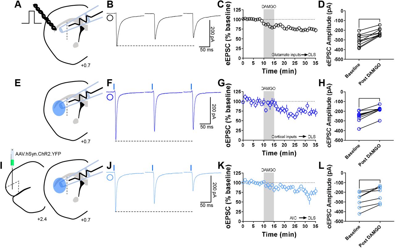 MOR activation induces glutamatergic LTD in the DLS.(A) Schematic representation of coronal brain slice showing the recording of EPSCs evoked by focal electric stimulation in the DLS of C57BL/6J mice. (B) Representative electrically-evoked EPSC traces before, during and after DAMGO (0.3□μM, 5□min) application. (C) The activation of MOR by DAMGO induced glutamatergic LTD in DLS MSNs of C57BL/6J mice (final 10□min of recording average: 74 ± 3%). (D) eEPSC amplitudes in MSNs within DLS were significantly reduced after DAMGO application (0–10□min baseline v. final 10□min of recording; paired t-test, P<0.0001, t9□=6.688, n□=□10 neurons from 5 mice). (E) Schematic representation of coronal brain slice showing the recording of EPSCs evoked by focal optical stimulation (470-nm blue light for 5-ms exposure) in the DLS of Emx1-Ai32 mice. (F) Representative optically-evoked EPSC traces before, during and after DAMGO (0.3□μM, 5□min) application. (G) The activation of MOR by DAMGO induced corticostriatal LTD in DLS MSNs of Emx1-Ai32 (final 10□min of recording average: 75 ± 3%). (H) oEPSC amplitudes were significantly reduced after DAMGO application (0–10□min baseline v. final 10□min of recording; paired t-test, P<0.0001, t8□=7.73, n□=□9 neurons from 4 mice). (I) Schematic figure of the injection paradigm showing an AAV vector encoding for ChR2 (AAV.hSyn.ChR2.YFP) in AIC in C57BL/6J mice, this AAV was injected 2 weeks prior to recordings. Also, the next schematic representation of coronal brain slice shows the recording of oEPSCs (470-nm blue light for 5-ms exposure) in the DLS. (J) Representative AIC-DLS oEPSC traces before, during and after DAMGO (0.3□μM, 5□min) application. (K) DAMGO induced AIC-DLS LTD (final 10□min of recording average: 76 ± 5%). (L) DAMGO application significantly reduced oEPSC amplitudes (0–10□min baseline v. final 10□min of recording; paired t-test, P□=□0.00403, t6□=4.5, n□=□7 neurons from 4 mice). Data represent mean ± SEM. **P□<□0.01, ****P□<□0.0001.